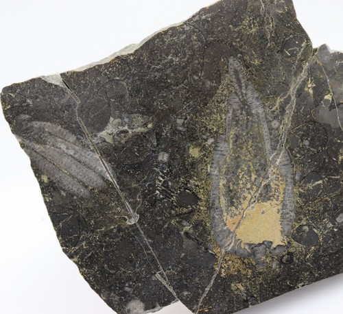 Crinoide encrinus - crinoide,,