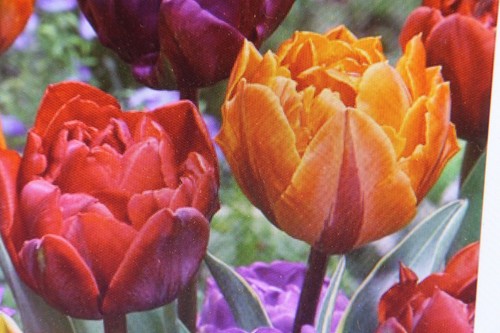 50 blumenzwiebeln - 10,20,50,