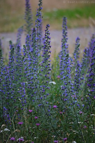 Natternkopf samen 50x echium - natternkopf,