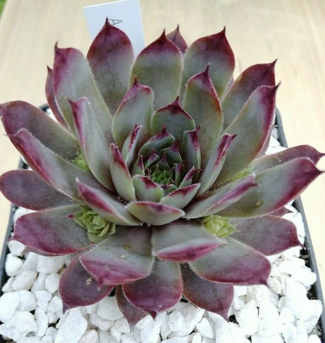 Sempervivum andinn tunrida - sempervivum, "andinn