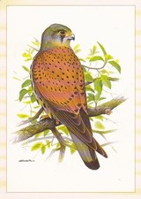 WILDLIFE   * Kunstkarte  TURMFALKE , ROTFUCHS ,REH , Elefant    Postkarten 4x