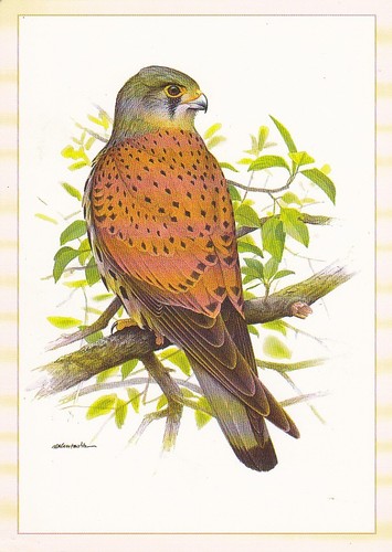 Wildlife kunstkarte - wildlife,