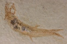 Leptolepis, versteinerter