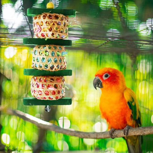 Vögel spielzeug kleines - ,