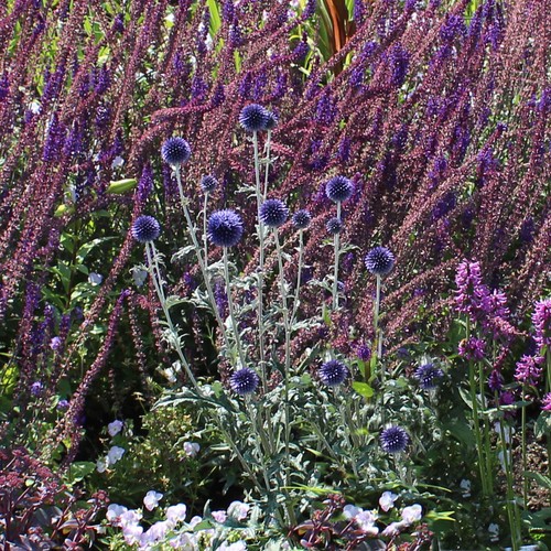 Kugeldistel echinops pflanze - kugeldistel,