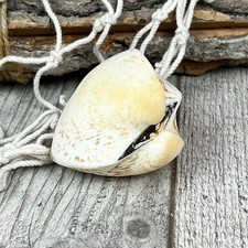 Cucullaea Labiata 7-8 cm