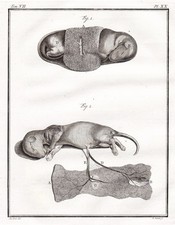 Steinmarder marten Fouine