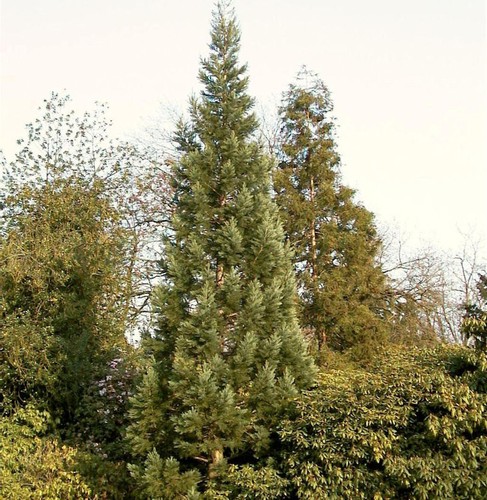 Blauer kalifornischer - blauer,