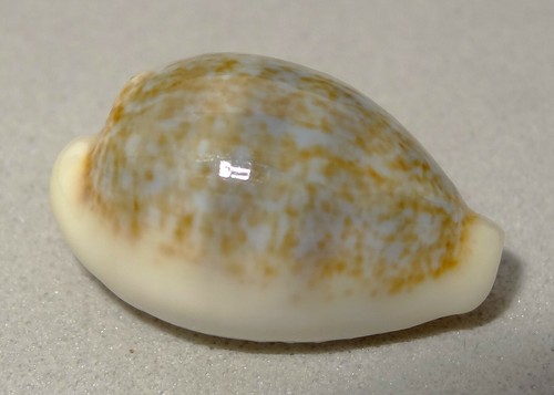 Meeresschnecke cypraea - meeresschnecke,
