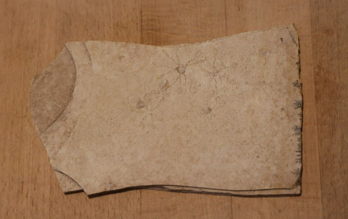 Fossil haarsterne seelilie - 5-7,