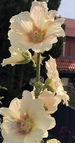 Stockrosen samen für - 30,
