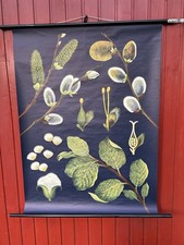 Schulwandkarte Weide Salweide