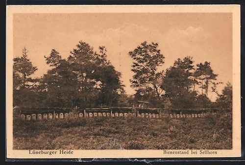 Bispingen lüneburger - ak,