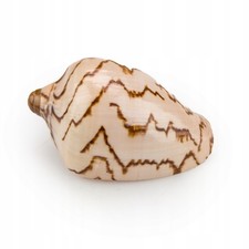 Aquarium Muschel VOLUTA