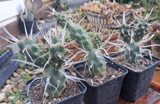 Tephrocactus articulatus var