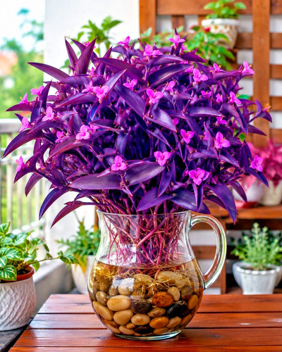 Lila pallida purple - -,