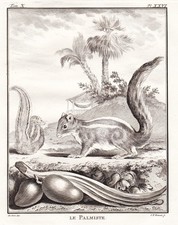 Ecureuil squirrel