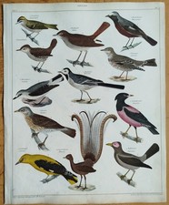 Vögel Drossel Bachstelze - Oken Großer Originaldruck Koloriert  Folio - 1843