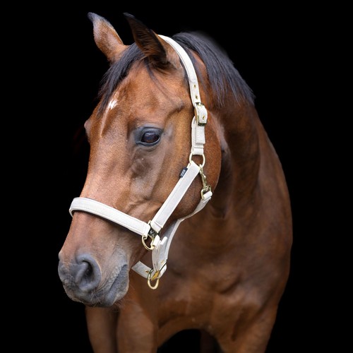 Usg halfter dornschnalle onyx - dornschnalle,