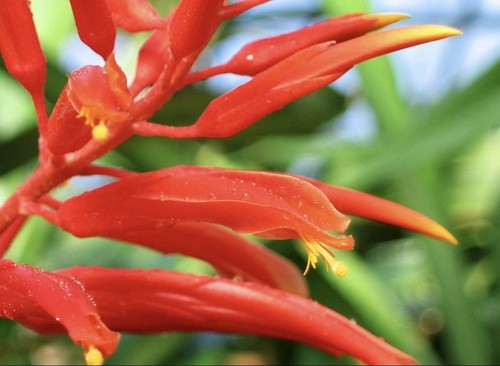 Pitcairnia grafii samen - pitcairnia, 25