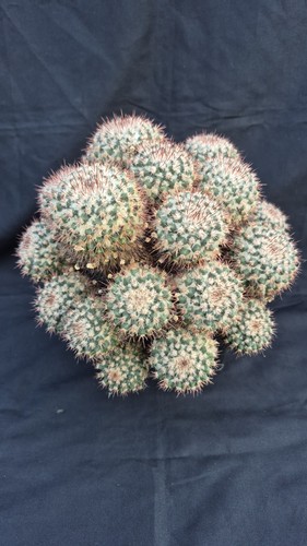 Mammillaria spec - mammillaria,