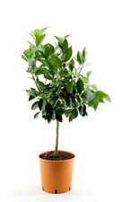 Citrus sinensis - echte Orange