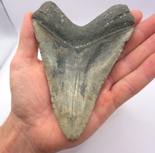 14,4 cm Kantenlänge. Sehr großer Megalodon Haizahn Fossil Hai Zahn Meg Fossilien