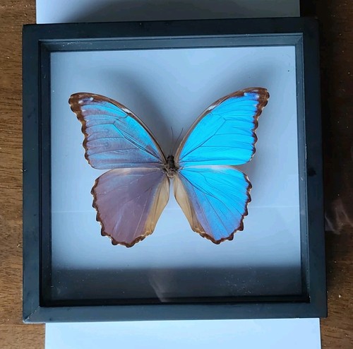 Schmetterlingsrahmen morpho - -,