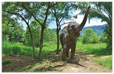 Wallario Teppich Fußmatte ab 50x70cm -Motiv Junger Elefant Dschungel grün Indien