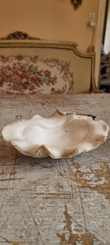 Schöne tridacna gigas clam - tridacna,