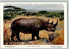 39152042 - Rhinozeros AK Nashorn