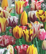 20 Gemischte Papagei und Rembrandt Tulpenzwiebeln Tulpen Lieferbar 9.9