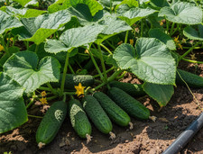 Gurkensamen Snack Gurke  Cezar