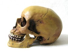 Anatomie schädel mit - anatomie,