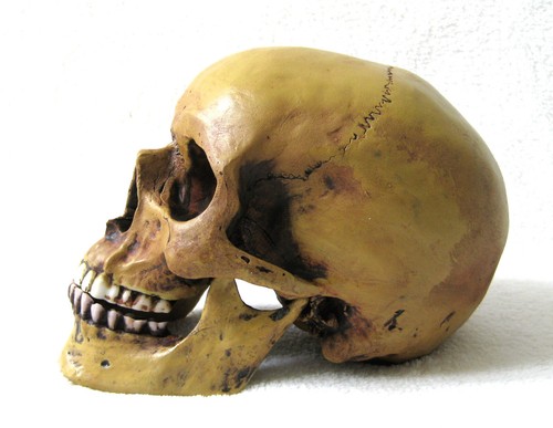 Anatomie schädel mit - schädel,