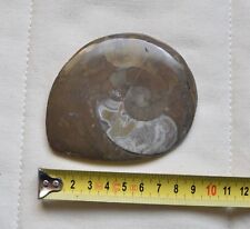 Versteinerter Ammonit |