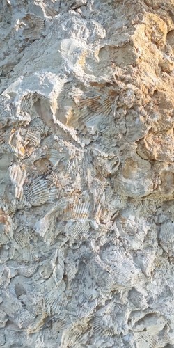 Fossilien kalkgestein - fossilien,