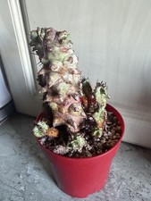 Succulente Euphorbia Horrida