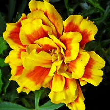 1000 Samen Tagetes (Tagetes patula).Abstehende Studentenblume, Nematodenkiller