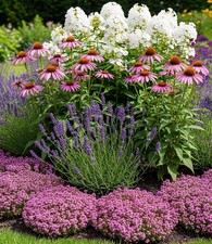 Staudenbeet 'Insekten-Hit',9