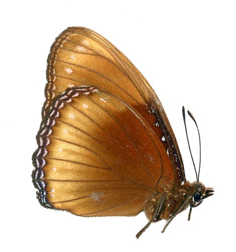 Lepidoptera nymphalidae - lepidoptera,,