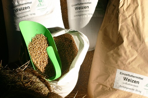 Weizen futter - weizen,