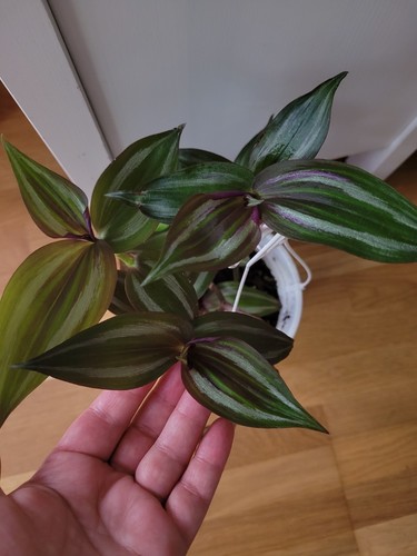 Tradescantia zebrina steckling - zebrina,