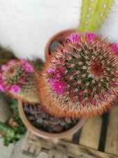 Mammillaria Spinosissima rubrispina Red Headed Irishman Pink Flower Kaktus Cacti