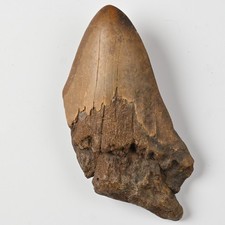5cm megalodon tooth shark - megalodon,