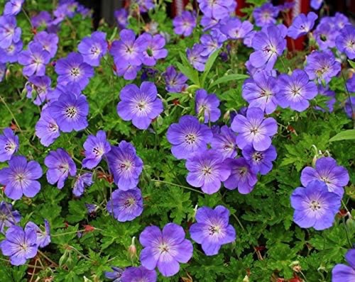 Geranium rozanne - 'rozanne, ®'