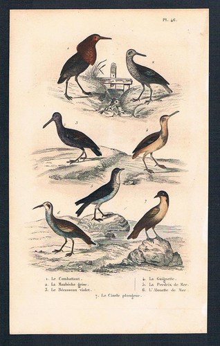 1840 knutt watvogel vögel - knutt,
