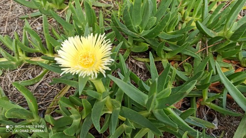 Große essbare mittagsblume - essbare,