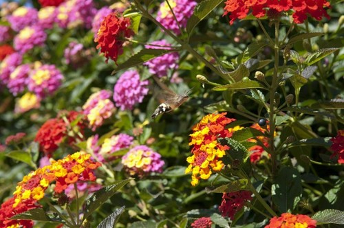 Samen wandelrose farbenfreude - wandelrose,