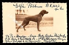DEUTSCH KURZHAAR Pöttmes - Hunde - prämierte Jagdhündin * Foto-AK 1934